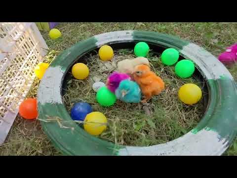 Tangkap Ayam Lucu, Ayam Warna Warni, Ayam Rainbow Gokil, Kelinci, Kucing Lucu, Bebek, Hewan Lucu #03