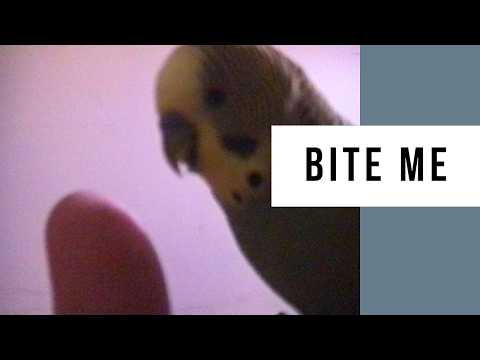 My Pet Budgie Was SAVAGE! 😂 | January 1998 Archive