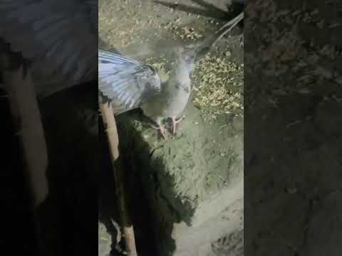 #parrot #cover #lirik