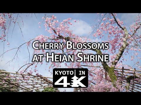 Beautiful Kyoto: Cherry Blossoms at Heian Shrine [4K]