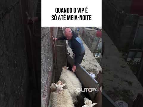 QUANDO O VIP É SÓ ATÉ MEIA-NOITE  #animaisdublados #humor #memes