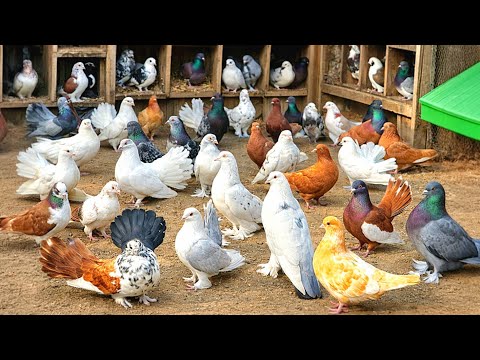 فرجة 37 حمامه من اجمل الحمام👌اتفرج واستمتع😍