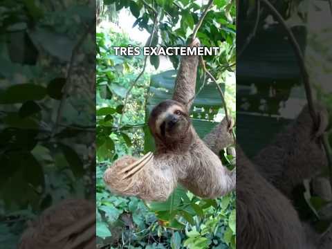 Les paresseux