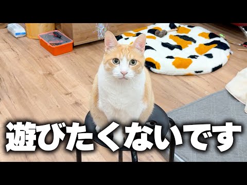 猫の動画サムネイル - 【懇願】ロビンさん、遊んでください。お願いします。