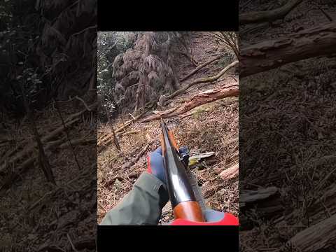 Hunting White tail deer with perfect shots #hunting #deer#moose#chasse