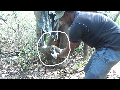 Broken Trunk & Gunshot Wound, And a Race Against Infection: Can this team save an elephant’s life?
