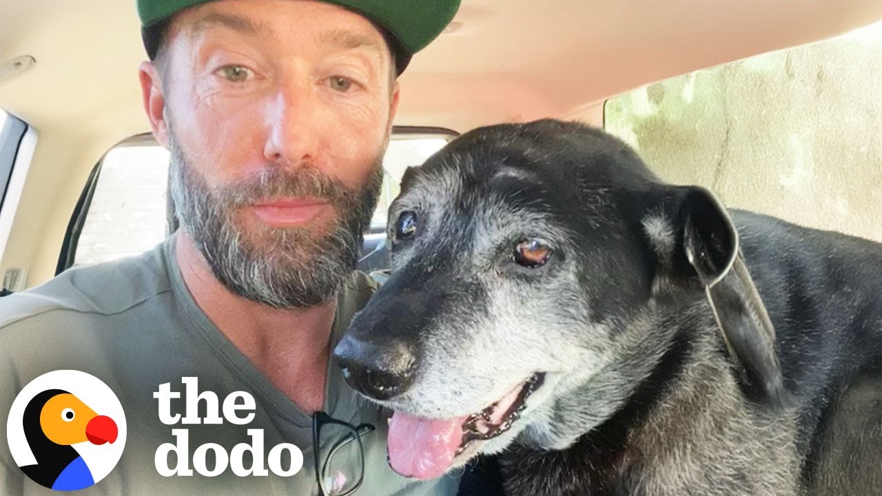 The Happiest Dog Rescue Stories - The Dodo