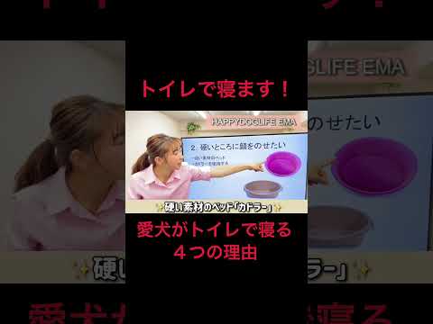 【犬トイレで寝る】そうだったのか！トイレで寝る４つの理由！犬のしつけエマ犬アカデミー【犬のしつけ＠横浜】 #子犬しつけ #トイレで寝る #横浜しつけ教室