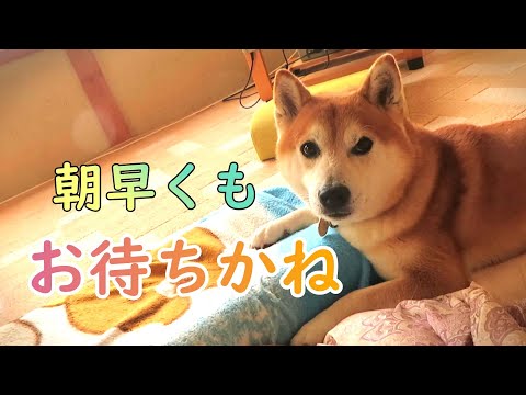 朝から布団で大暴れの柴犬まめ