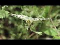 Parnassus Butterflies and Climate Change