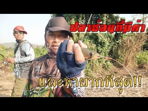 ล่าไอ้ช่อนทำต้มส้มถึงยากแต่ก็ลากขึ้นมาได้@Roklankhankong รอกลั่น คันโก่ง ล่าไอ้ช่อนทำต้มส้มถึงยากแต่ก็ลากขึ้นมาได้@Roklankhankong