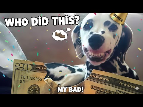 The Funniest Pet Videos Compilation 🐶 Funny Animals That Will Make You Laugh Until You Die 😂