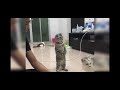 Understanding the Video Tutorial