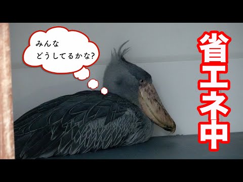私は省エネ中だよ。 by ハシビロコウふたば【春のふたば2025-12】Futaba, Shoebill spring 2025-12