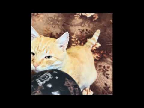 Добрий і ласкавий  котик в мами 🐈 Very good and smart cat my mam