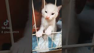 #しろねこ #白猫 #こねこ #子猫 #子猫の成長日記 #猫 #猫のいる暮らし #猫動画 #猫のいる生活 #保護猫