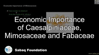 Economic Importance of Caesalpiniaceae, Mimosaceae and Fabaceae
