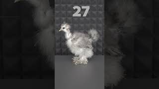 Civcivin 75 Günlük Gelişimi #shorts