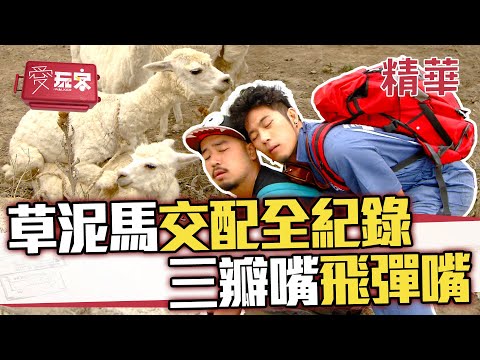 草泥馬交配全紀錄！三瓣嘴飛彈嘴太逗趣💦【週一愛玩客】自由發揮精華｜20111121