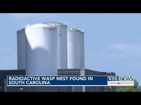 YouTube video thumbnail: Wasp Nest in South Carolina Reported to Be Highly Radioactive