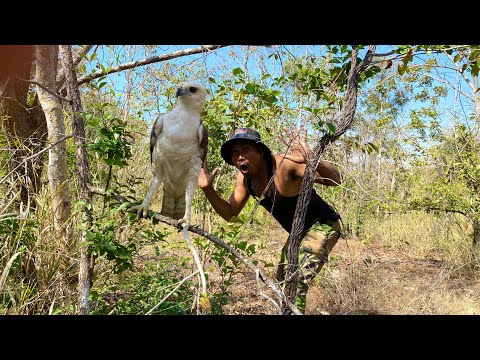 A Man Seen And Play With Eagle On A Tree. #eaglehunt #wildeagle #cute #nature #birds #forest #tree