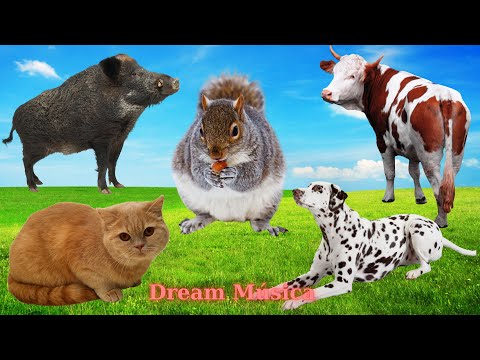 Farm Animal Moments: Boar, Ox, Cow, Cat, Dog, Chipmunk - Animal Sounds