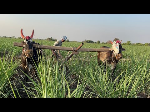 ऊस मशागत गावरान बैल