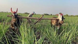 ऊस मशागत गावरान बैल