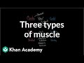 Understanding Muscle Types