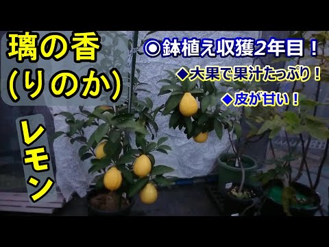 レモン🍋「璃の香（りのか)」収獲2年目！果汁たっぷり！皮も食べる！【24年12月収獲】