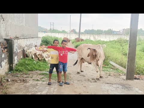 barish me cow ke sath Masti