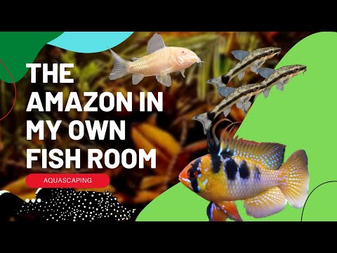 *MUST SEE* Setting Up The NEW FEATURE Amazon Tank  Hey everyone!

This video is a quick on just showing you the new setup.

Make sure to let me know wh