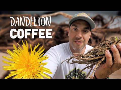 How to Make Dandelion Root COFFEE! 🌞 ☕️ 🦁