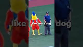 San Diego Chicken and the Little Chickens 🐔🐥