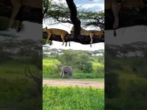 When predators choose peace