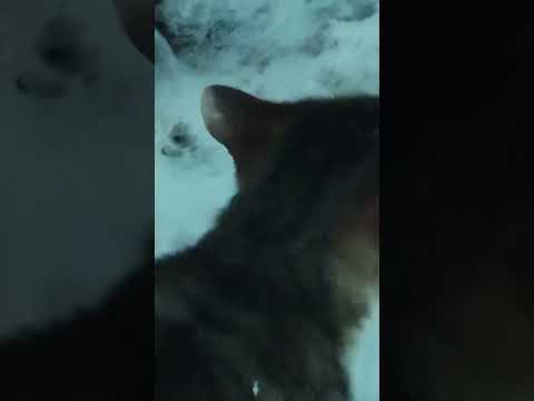 Кормлю уличных котов