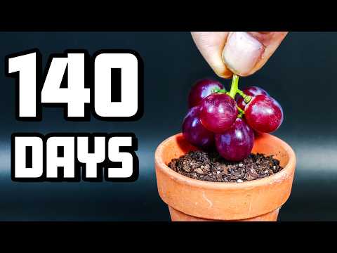 From Fruit to Vine: How I Grew a Grape Vine (Satisfying Time-Lapse)