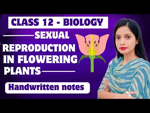 sexual reproduction in flowering plants part 3 #neet2025