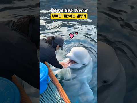 부르면 대답하는 벨루가 (feat.삑사리ㅋㅋㅋㅋ) #거제씨월드 #shorts