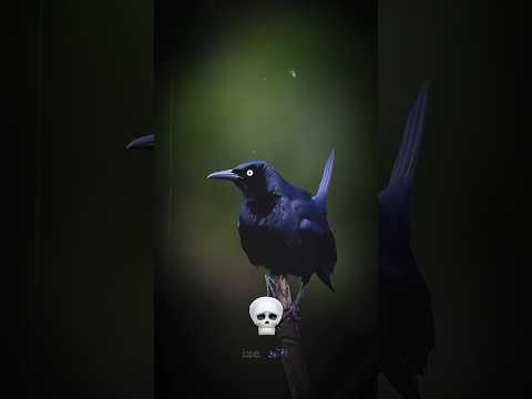 crazy scream bird 😱 #edit #birds #shorts