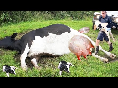 Revolutionizing Farm Work with Dairy Milking Robot Cattle Feeder and Chainsaw