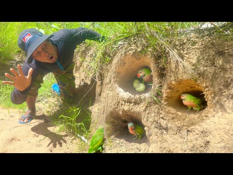 Amazing video A man see beauty parrots live in a hole underground. #cutebirds #wildbirdlife #funny