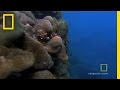 Exploring the Western Indian Ocean