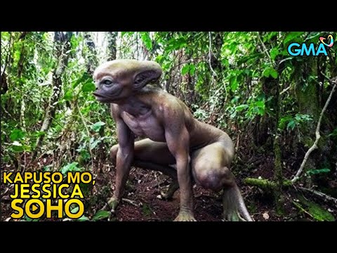 ALIEN, NATAGPUAN SA ISANG GUBAT SA SORSOGON! | Kapuso Mo, Jessica Soho | kmjs | kmjs latest