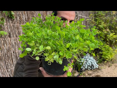 بذور بمطبخك🌿 تنبت من تاني يوم وكل مافيها يؤكل 🍃زراعتها سهلة وسريعة ولا تحتاج أي عناية 👌ازرعوها