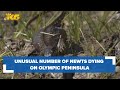 Investigating Newt Population Decline