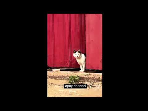 Dimana pun ada anak kecil ga jauh pasti ada ibunya😂#kucing #cat