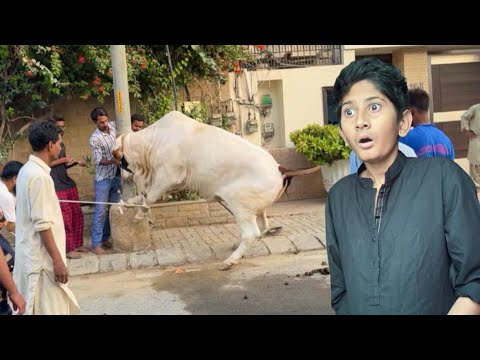 Cow Qurbani 1st Day of Bakra Eid๐ณ