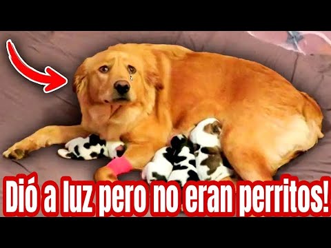 La perra dió a luz! Pero no eran cachorros y todos se sorprendieron.