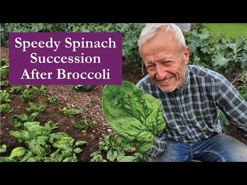 Spinach Summer Succession after broccoli, quick ground preparation #nodig